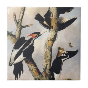 Azulejo De Cerâmica Arte Vintage do Pica-Pau-de-Bico-Ivory de Audubon