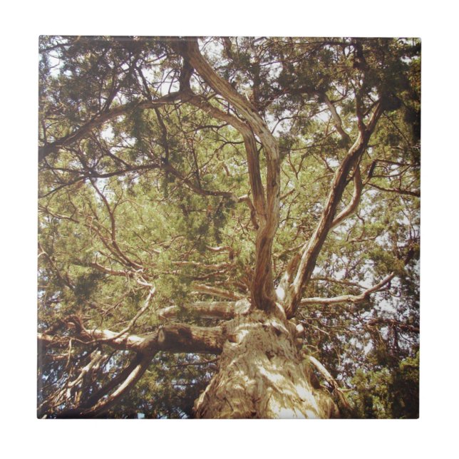 Azulejo De Cerâmica Árvore (Frente)