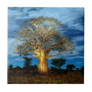 Azulejo De Cerâmica Árvore Baobá (Adansonia) Iluminada pela Lua