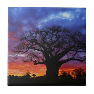 Azulejo De Cerâmica Árvore baobá africana, Adansonia digitata 2