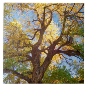 Azulejo De Cerâmica Árvore Cottonwood Parque Nacional Capitol Reef,
