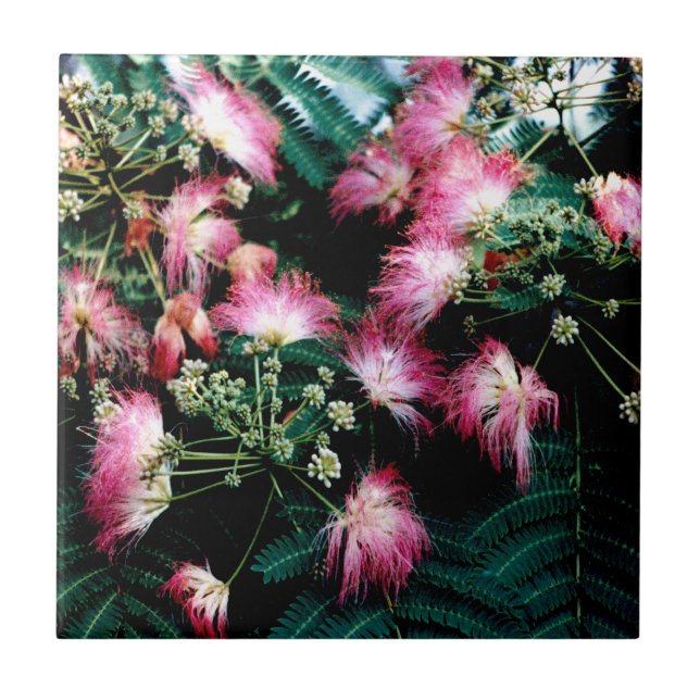 Azulejo De Cerâmica Árvore da Seda (Frente)