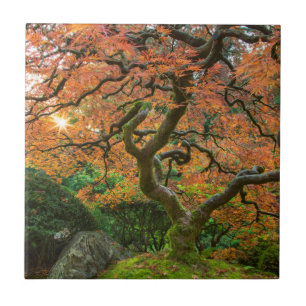 Azulejo De Cerâmica Árvore de bordo nos jardins japoneses no outono