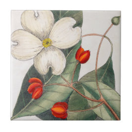 Azulejo De Cerâmica Árvore de Dogwood Flor Branco, Arte Vintage Flor B