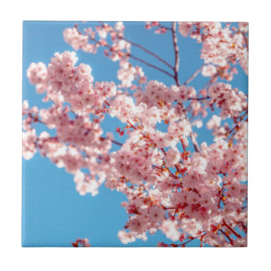 Azulejo De Cerâmica Árvore de Flor de Cerejeira Sakura
