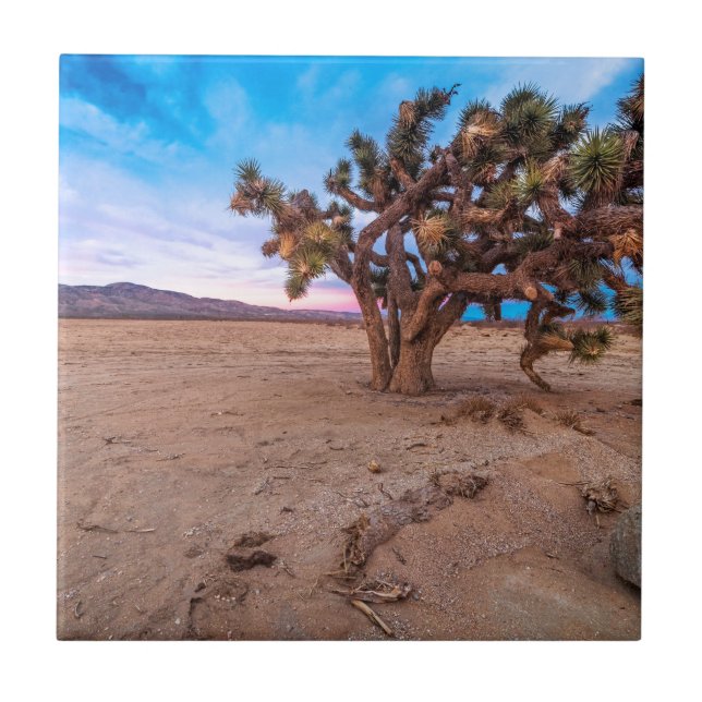 Azulejo De Cerâmica Árvore de Joshua do Mojave (Frente)