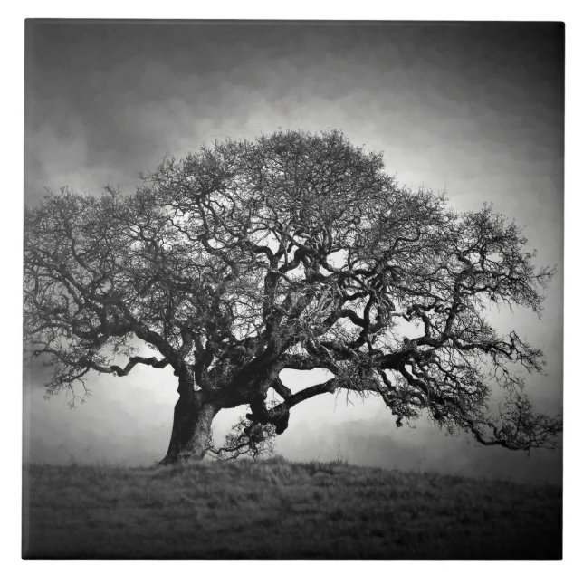 AZULEJO DE CERÂMICA  ÁRVORE DE LOAN OAK (Frente)
