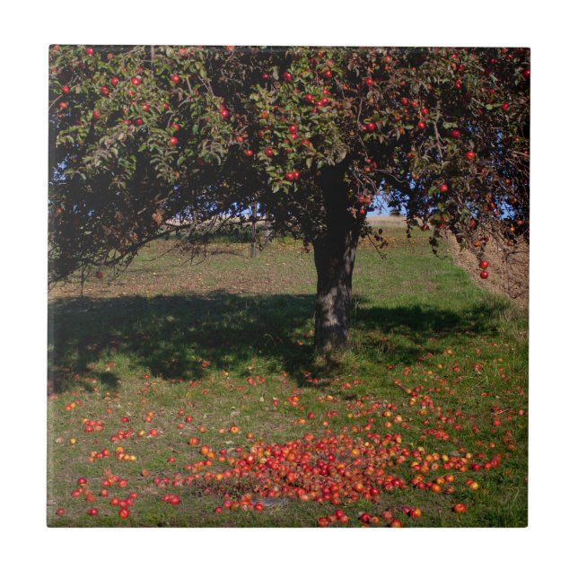 Azulejo De Cerâmica Árvore de Maçã Antiga (Frente)