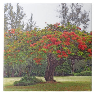 AZULEJO DE CERÂMICA "ÁRVORE DE POINCIANA REAL"/AZULEJO CERAMICO/TRIVET