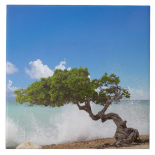 Azulejo De Cerâmica Árvore Divi Divi, Praia Eagle, Aruba, Caribe