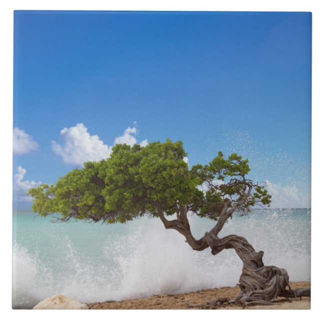 Azulejo De Cerâmica Árvore Divi Divi, Praia Eagle, Aruba, Caribe (Frente)