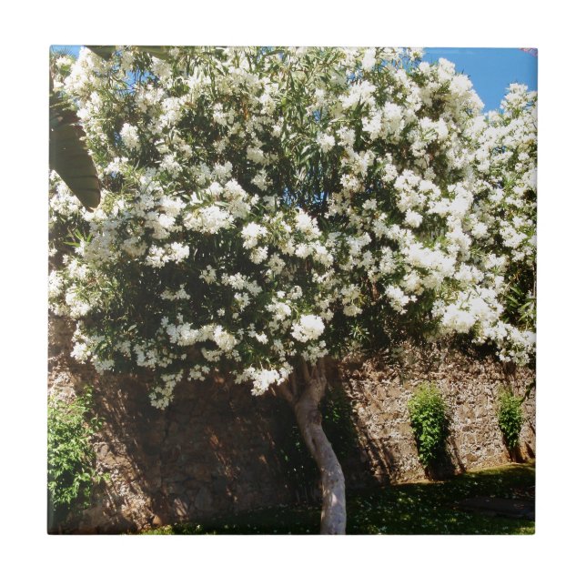 Azulejo De Cerâmica Árvore do jasmim na flor (Frente)