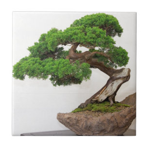 Azulejo De Cerâmica Árvore dos bonsais natural