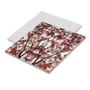 Azulejo De Cerâmica Árvore Flamboyant Royal Poinciana