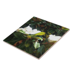 Azulejo De Cerâmica Árvore florescente da Magnolia