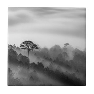 Azulejo De Cerâmica Árvore grande na floresta do pinho na névoa
