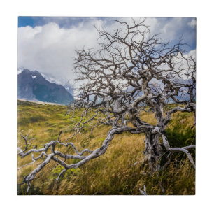 Azulejo De Cerâmica Árvore queimada, Torres del Paine, Chile