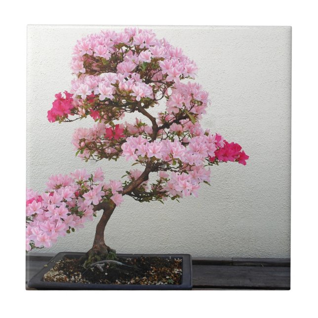 Azulejo De Cerâmica Árvore Rosa Bonsai (Frente)