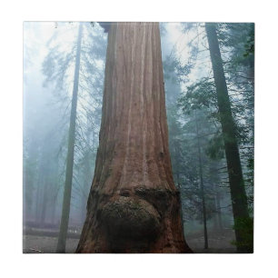 Azulejo De Cerâmica Árvore Sequoia Gigante em Grant Grove, CA