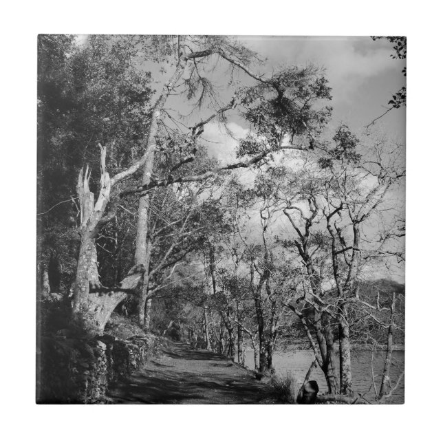 AZULEJO DE CERÂMICA  ÁRVORES (Frente)