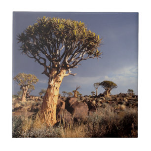 Azulejo De Cerâmica Árvores de Aljava (Aloe Dichotoma)