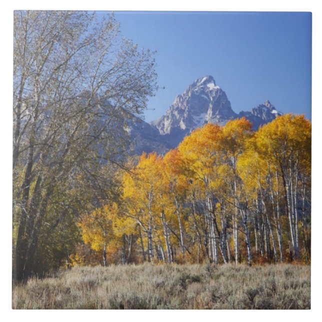 Azulejo De Cerâmica Árvores de Aspen com a cordilheira Teton (Frente)