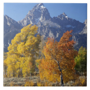 Azulejo De Cerâmica Árvores de Aspen com a cordilheira Teton