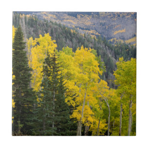 Azulejo De Cerâmica Árvores de Aspen (Populus Tremuloides) e Coníferas