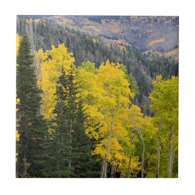 Azulejo De Cerâmica Árvores de Aspen (Populus Tremuloides) e Coníferas (Frente)