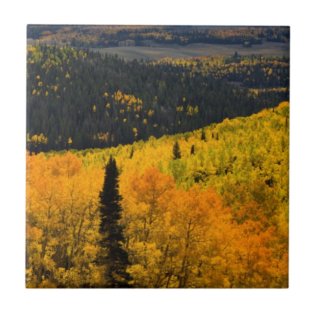 Azulejo De Cerâmica Árvores de Aspen (Populus Tremuloides) E Coníferas (Frente)