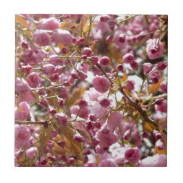 Azulejo De Cerâmica Árvores de Cereja Japonesas