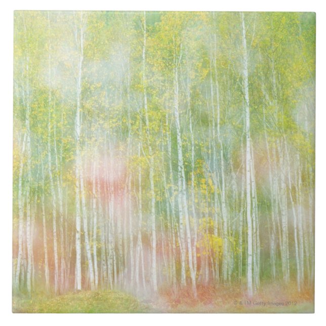 Azulejo De Cerâmica Árvores de vidoeiro de prata (Frente)