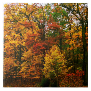 Azulejo De Cerâmica Árvores Laranja do Outono