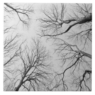 Azulejo De Cerâmica Árvores Leafless na madeira de Thiepval
