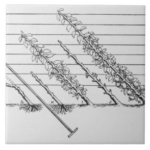 Azulejo De Cerâmica Árvores novas de formação, 'do GUI de cultivado