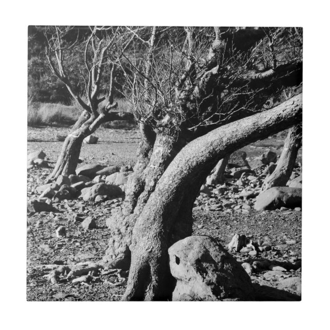 AZULEJO DE CERÂMICA  ÁRVORES PRETAS E BRANCAS (Frente)