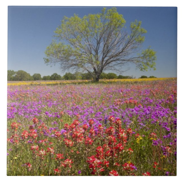 Azulejo De Cerâmica Árvores Primavera, que crescem em flores silvestre (Frente)