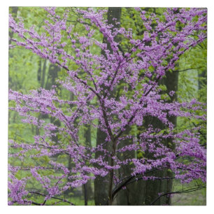 Azulejo De Cerâmica Árvores Redbud em plena floração de primavera pert