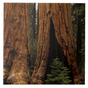 Azulejo De Cerâmica Árvores Redwood, Parque Nacional Sequoia.
