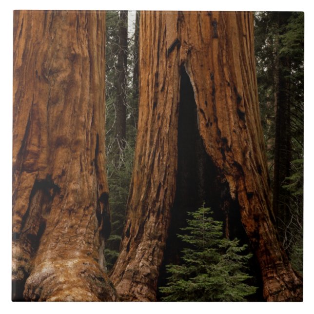 Azulejo De Cerâmica Árvores Redwood, Parque Nacional Sequoia. (Frente)