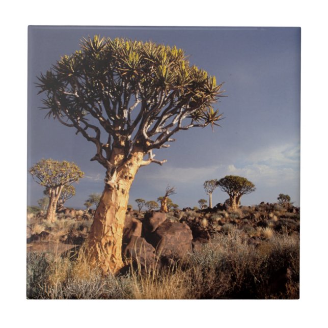 Azulejo De Cerâmica Árvores Silvestres (Aloe Dichotoma) (Frente)