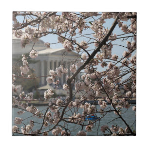 Azulejo De Cerâmica As Cerejeiras em Flor em Washington DC