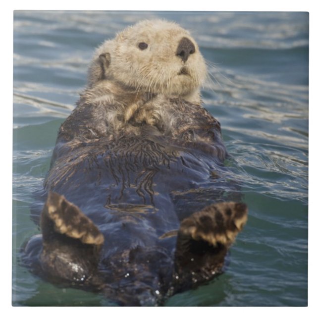 Azulejo De Cerâmica As lontras do mar tocam icebergs na Surprise Inlet (Frente)