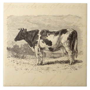 Azulejo De Cerâmica As vacas retros da grande vaca holandesa dos 1800s