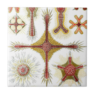 Azulejo De Cerâmica Ascidiae por Ernst Haeckel, Animais Marinhos Antig