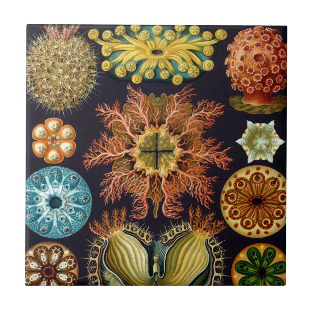 Azulejo De Cerâmica Ascidiae por Ernst Haeckel, Animais Marinhos Vinta (Frente)