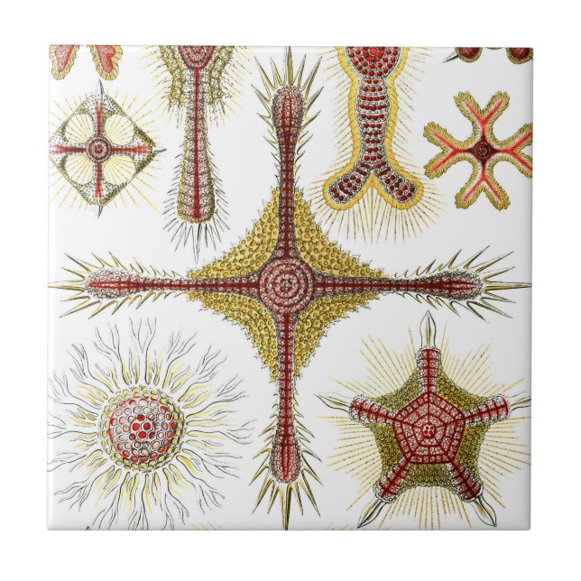 Azulejo De Cerâmica Ascidiae por Ernst Haeckel, Animais Marinhos Vinta (Frente)