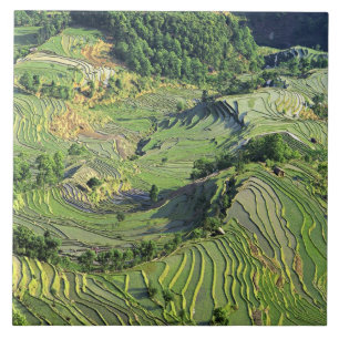 Azulejo De Cerâmica Ásia, China, Yunnan, Yuanyang. Padrão de verde