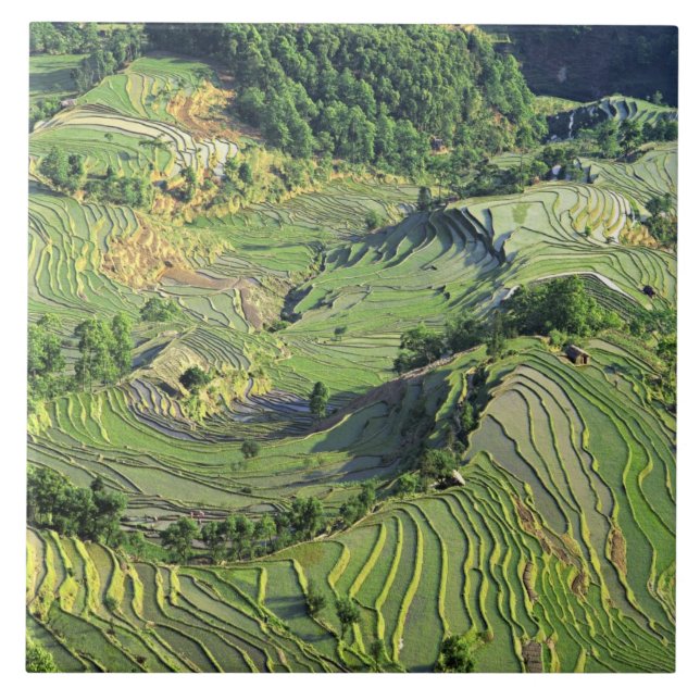 Azulejo De Cerâmica Ásia, China, Yunnan, Yuanyang. Padrão de verde (Frente)