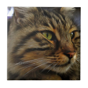 Azulejo De Cerâmica Aslan, O Gato Do Tabby De Cabelo Longo
